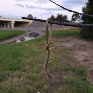 Delma inornata at Gungahlin, ACT - 11 Mar 2022 07:30 PM