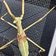 Archimantis sp. (genus) at Gundaroo, NSW - 14 Mar 2022 03:05 PM