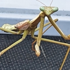 Archimantis sp. (genus) at Gundaroo, NSW - 14 Mar 2022