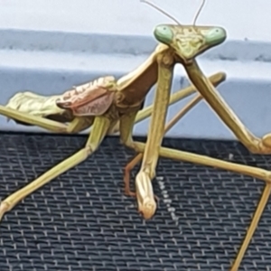 Archimantis sp. (genus) at Gundaroo, NSW - 14 Mar 2022 03:05 PM