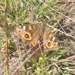 Junonia villida (Meadow Argus) at O'Malley, ACT - 14 Mar 2022 by LD12