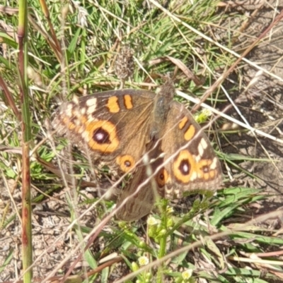 Junonia villida (Meadow Argus) at O'Malley, ACT - 14 Mar 2022 by LD12