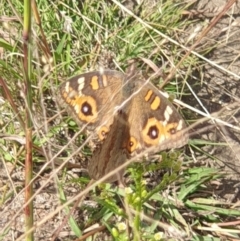 Junonia villida at O'Malley, ACT - 14 Mar 2022 03:15 PM