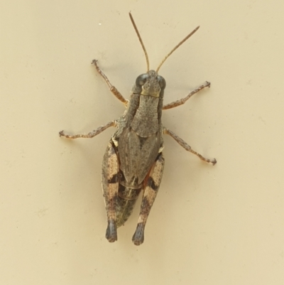 Phaulacridium vittatum (Wingless Grasshopper) at Isaacs, ACT - 14 Mar 2022 by LD12