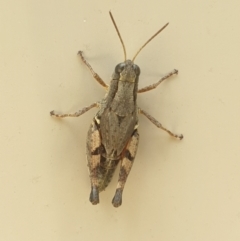 Phaulacridium vittatum (Wingless Grasshopper) at Isaacs Ridge and Nearby - 14 Mar 2022 by LD12