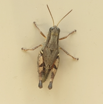 Phaulacridium vittatum (Wingless Grasshopper) at Isaacs Ridge and Nearby - 14 Mar 2022 by LD12