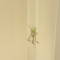 Conocephalus semivittatus (Meadow katydid) at Isaacs Ridge and Nearby - 14 Mar 2022 by LD12