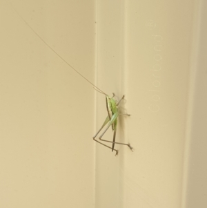 Conocephalus semivittatus at Isaacs, ACT - 14 Mar 2022