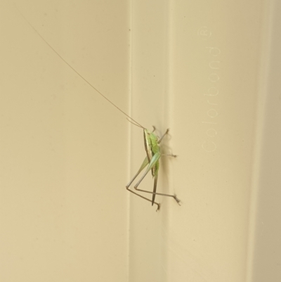 Conocephalus semivittatus (Meadow katydid) at Isaacs, ACT - 14 Mar 2022 by LD12