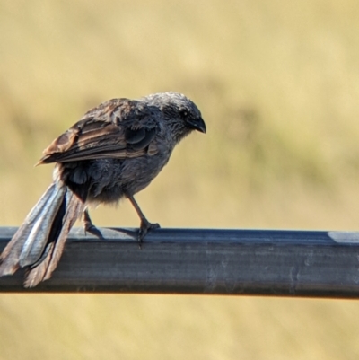 Struthidea cinerea (Apostlebird) at Yarragal, NSW - 12 Mar 2022 by Darcy