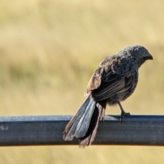 Struthidea cinerea at Yarragal, NSW - 12 Mar 2022