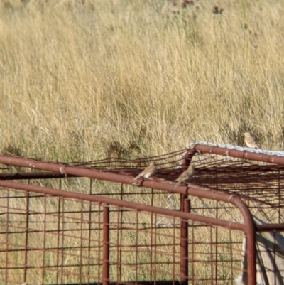 Anthus australis (Australian Pipit) at Yarragal, NSW - 12 Mar 2022 by Darcy