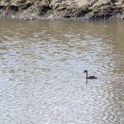 Tachybaptus novaehollandiae (Australasian Grebe) at Yarragal, NSW - 12 Mar 2022 by Darcy