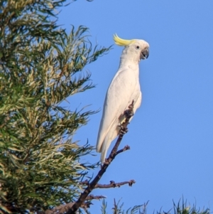 Cacatua galerita at Yarragal, NSW - 12 Mar 2022