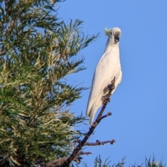 Cacatua galerita at Yarragal, NSW - 12 Mar 2022 06:24 PM