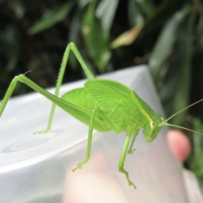 Caedicia simplex (Common Garden Katydid) at Narrabundah, ACT - 19 Feb 2022 by RobParnell