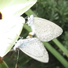 Zizina otis (Common Grass-Blue) at Narrabundah, ACT - 5 Mar 2022 by RobParnell