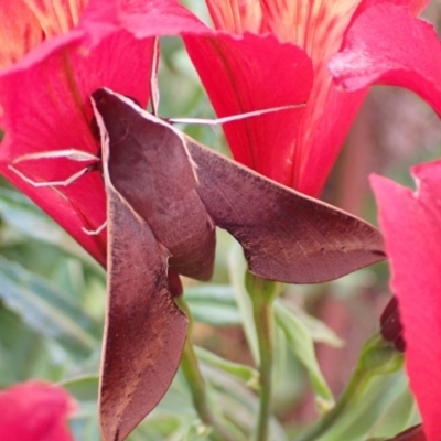 Hippotion scrofa (Coprosma Hawk Moth) at Murrumbateman, NSW - 14 Mar 2022 by SimoneC