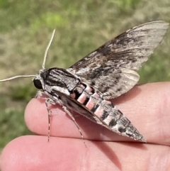 Agrius convolvuli (Convolvulus Hawk Moth) at Numeralla, NSW - 14 Mar 2022 by SteveBorkowskis