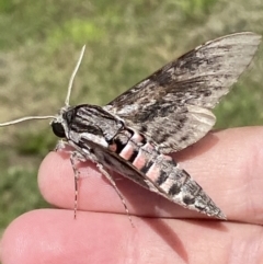 Agrius convolvuli (Convolvulus Hawk Moth) at Numeralla, NSW - 14 Mar 2022 by Steve_Bok
