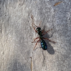 Diamma bicolor at Numeralla, NSW - 14 Mar 2022