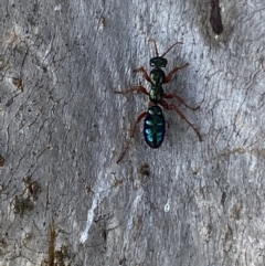 Diamma bicolor at Numeralla, NSW - 14 Mar 2022