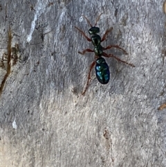 Diamma bicolor at Numeralla, NSW - 14 Mar 2022