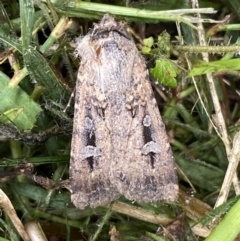 Agrotis infusa (Bogong Moth, Common Cutworm) at Numeralla, NSW - 13 Mar 2022 by Steve_Bok