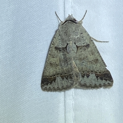 Pantydia sparsa (Noctuid Moth) at Numeralla, NSW - 13 Mar 2022 by Steve_Bok