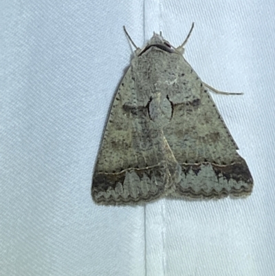 Pantydia sparsa (Noctuid Moth) at Numeralla, NSW - 13 Mar 2022 by SteveBorkowskis