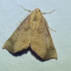 Mnesampela lenaea (Rippled Gum Moth) at Numeralla, NSW - 13 Mar 2022 by Steve_Bok