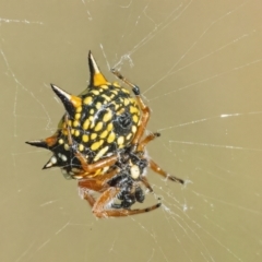 Austracantha minax (Christmas Spider, Jewel Spider) at QPRC LGA - 13 Mar 2022 by WHall