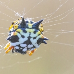 Austracantha minax at Googong, NSW - 13 Mar 2022 04:24 PM