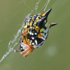 Austracantha minax at Googong, NSW - 13 Mar 2022 04:24 PM