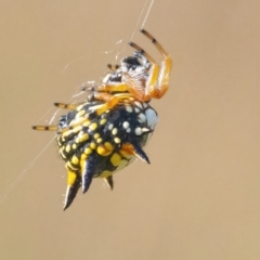 Austracantha minax at Googong, NSW - 13 Mar 2022 04:24 PM