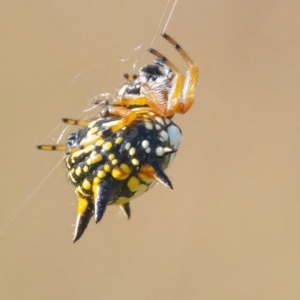 Austracantha minax at Googong, NSW - 13 Mar 2022 04:24 PM