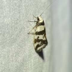 Isomoralla eriscota (A concealer moth) at Numeralla, NSW - 12 Mar 2022 by Steve_Bok