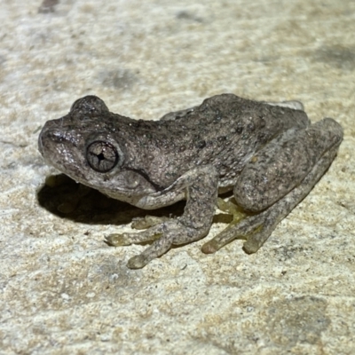 Litoria peronii (Peron's Tree Frog, Emerald Spotted Tree Frog) at Numeralla, NSW - 12 Mar 2022 by SteveBorkowskis