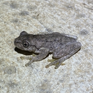 Litoria peronii at Numeralla, NSW - 12 Mar 2022