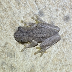 Litoria peronii at Numeralla, NSW - 12 Mar 2022