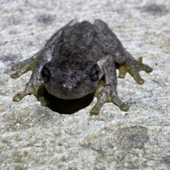 Litoria peronii at Numeralla, NSW - 12 Mar 2022