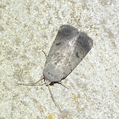 Proteuxoa tibiata (Horseshoe Noctuid) at Numeralla, NSW - 12 Mar 2022 by Steve_Bok