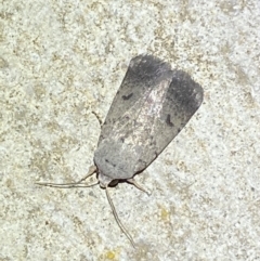 Proteuxoa tibiata (Variable Cutworm Moth) at Numeralla, NSW - 12 Mar 2022 by Steve_Bok