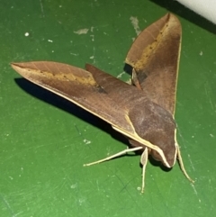 Hippotion scrofa (Coprosma Hawk Moth) at Numeralla, NSW - 12 Mar 2022 by SteveBorkowskis