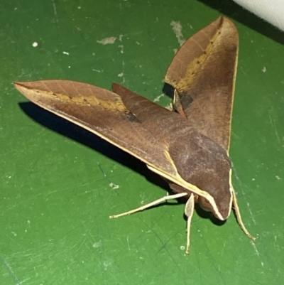 Hippotion scrofa (Coprosma Hawk Moth) at Numeralla, NSW - 12 Mar 2022 by SteveBorkowskis