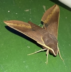 Hippotion scrofa (Coprosma Hawk Moth) at Numeralla, NSW - 12 Mar 2022 by Steve_Bok
