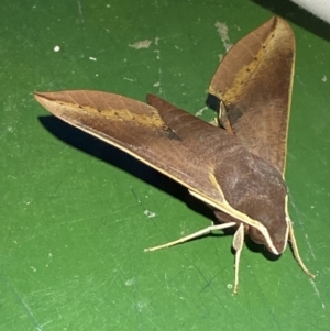 Hippotion scrofa at Numeralla, NSW - 12 Mar 2022