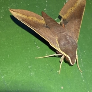 Hippotion scrofa at Numeralla, NSW - 12 Mar 2022