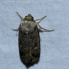 Proteuxoa microspila at Numeralla, NSW - 12 Mar 2022