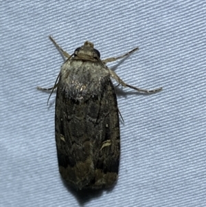 Proteuxoa microspila at Numeralla, NSW - 12 Mar 2022